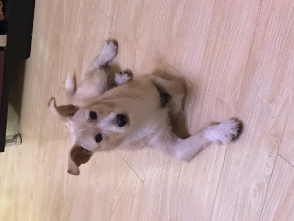 青岛寻狗启事：家中小土狗小白走失，求帮助！