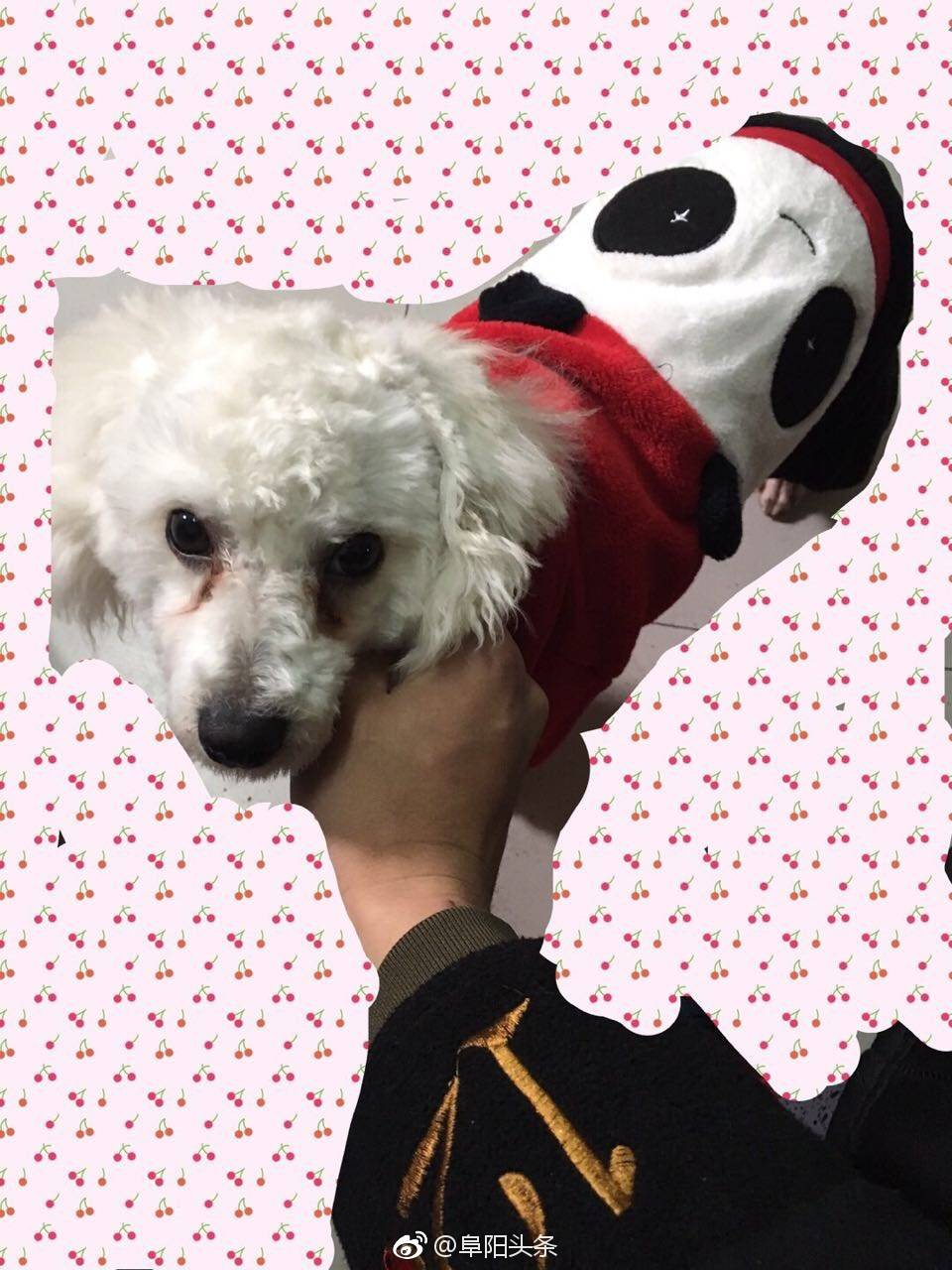 寻找亲人白色比熊扣扣