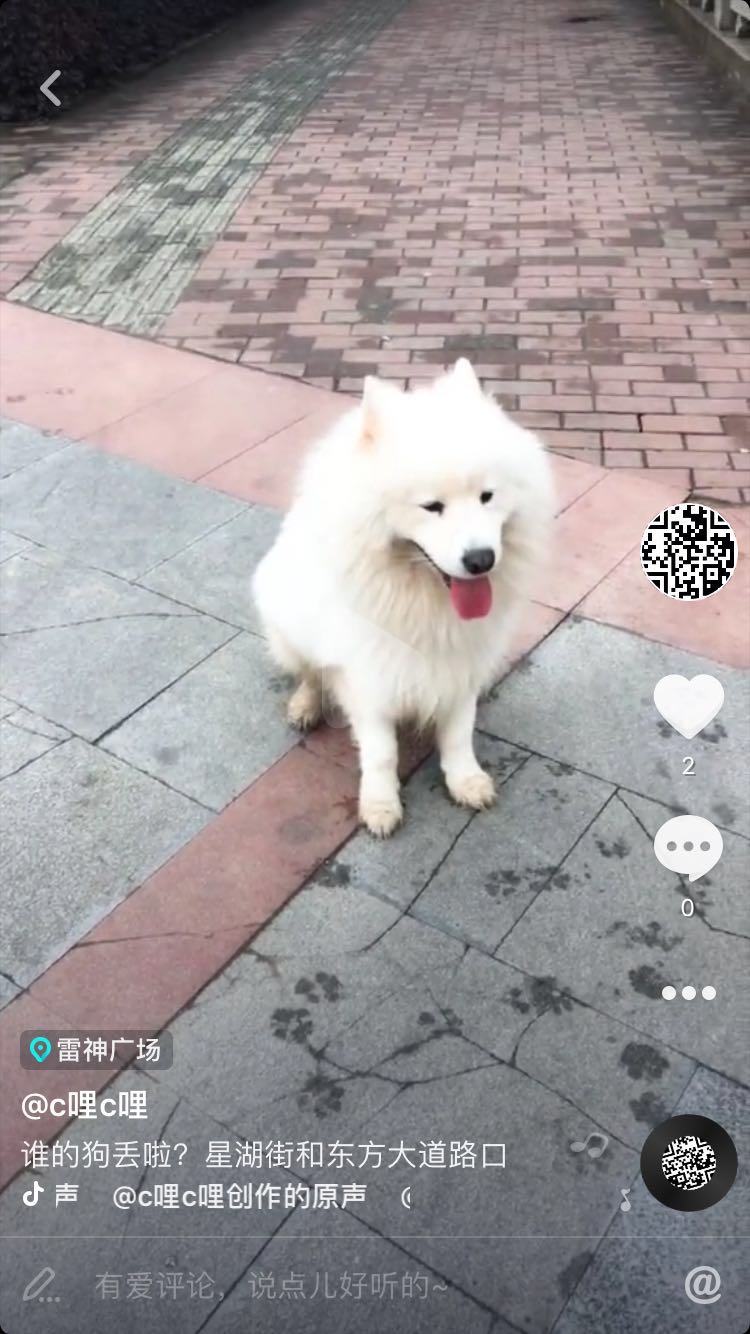 苏州工业园区萨摩耶小白走失
