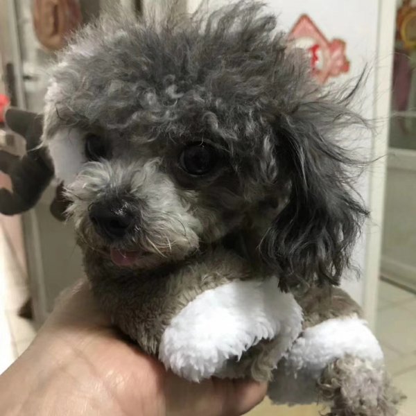 重金寻狗狗，大家帮帮忙：济南