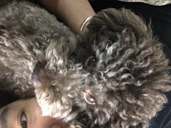 【寻狗启事】贵宾犬米奇在北京市海淀区四通桥失踪，请帮忙留意！