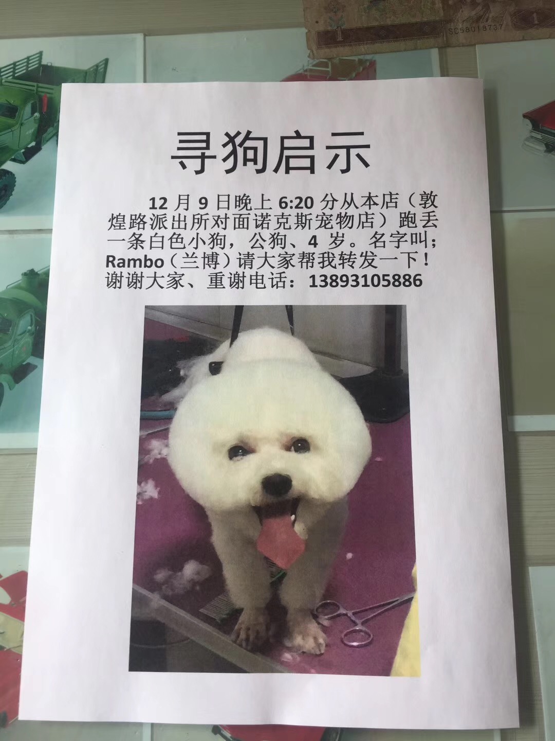 兰州七里河敦煌路白色比熊Rambo丢失寻找启事