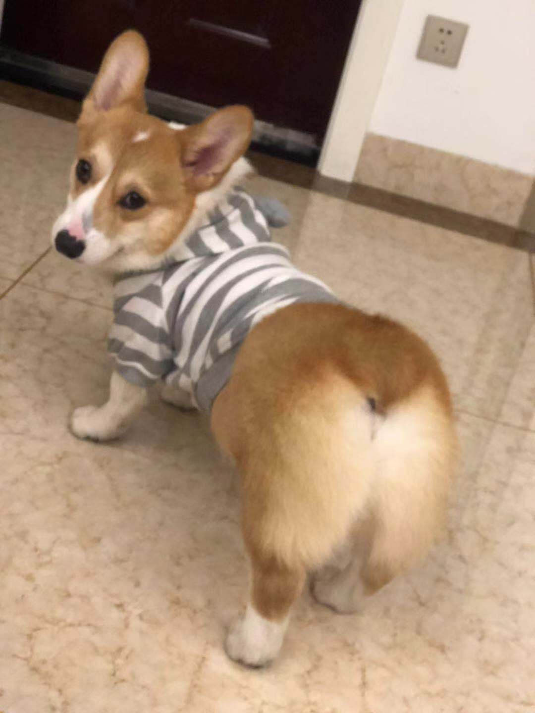 贵阳南明区花果园C区18栋寻狗启事：柯基犬瓜瓜