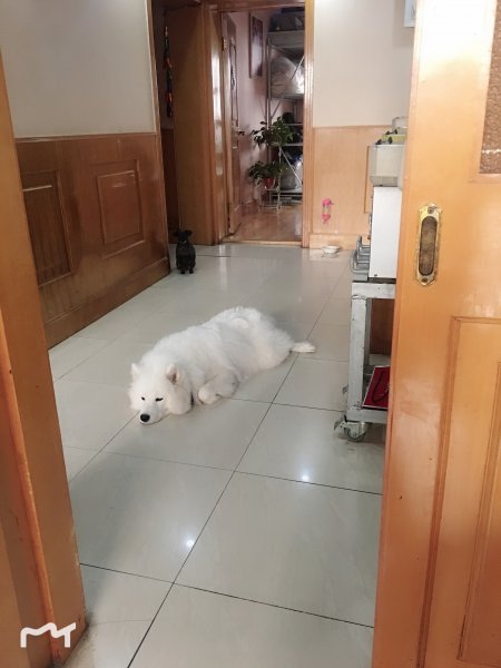 南京迈皋桥附近萨摩耶小白走失启事