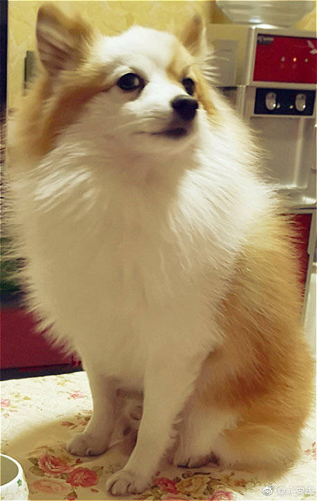 宁波寻狗启示！