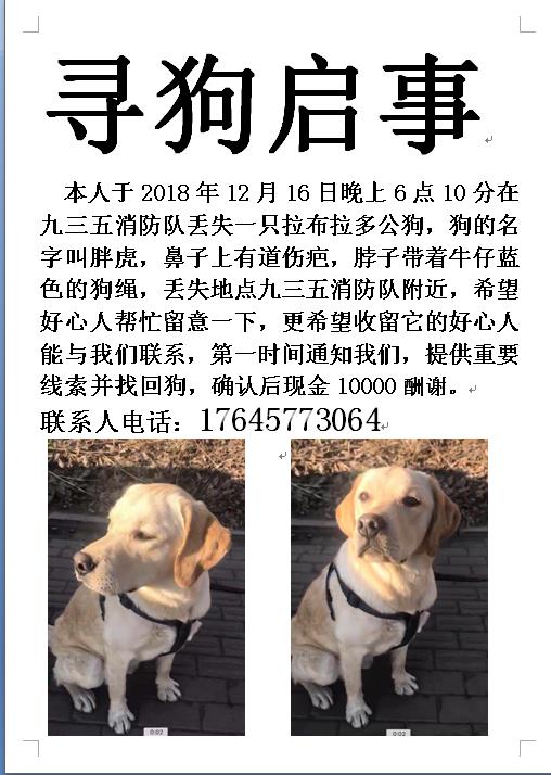 寻狗启事：黄白色拉布拉多小白失踪，请帮忙寻找