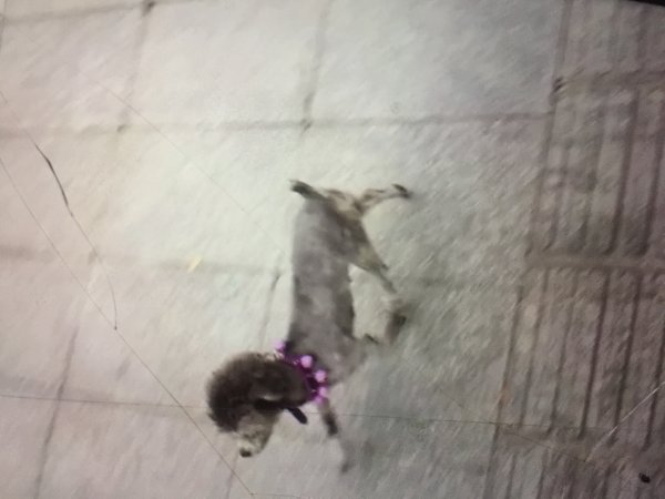 宁波寻找灰色泰迪小狗“小灰”