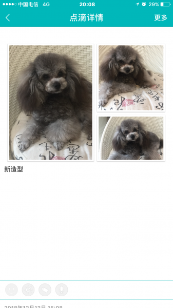 南京失踪宠物公泰迪麦蔻寻找启事