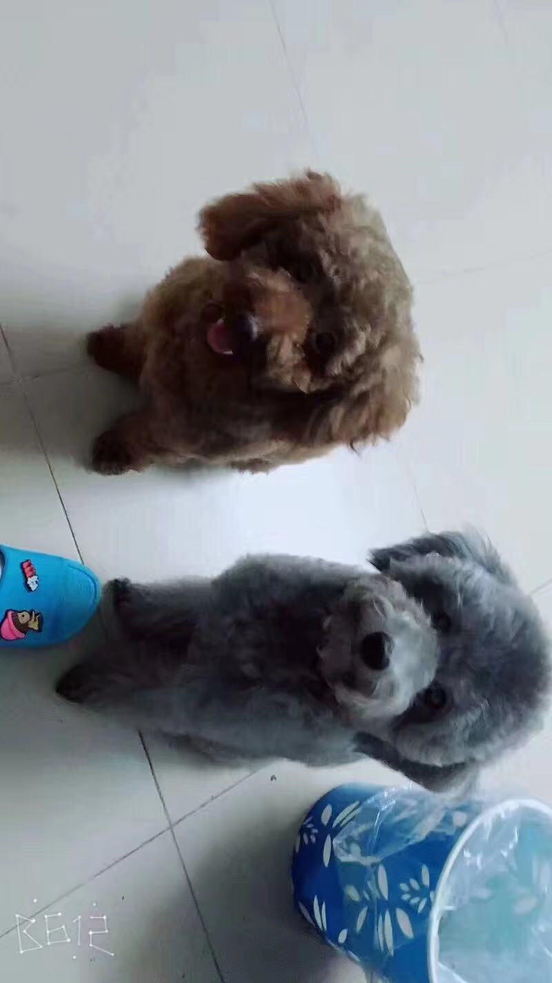 深圳龙华区清湖老村的泰迪小豆丢失寻找启事
