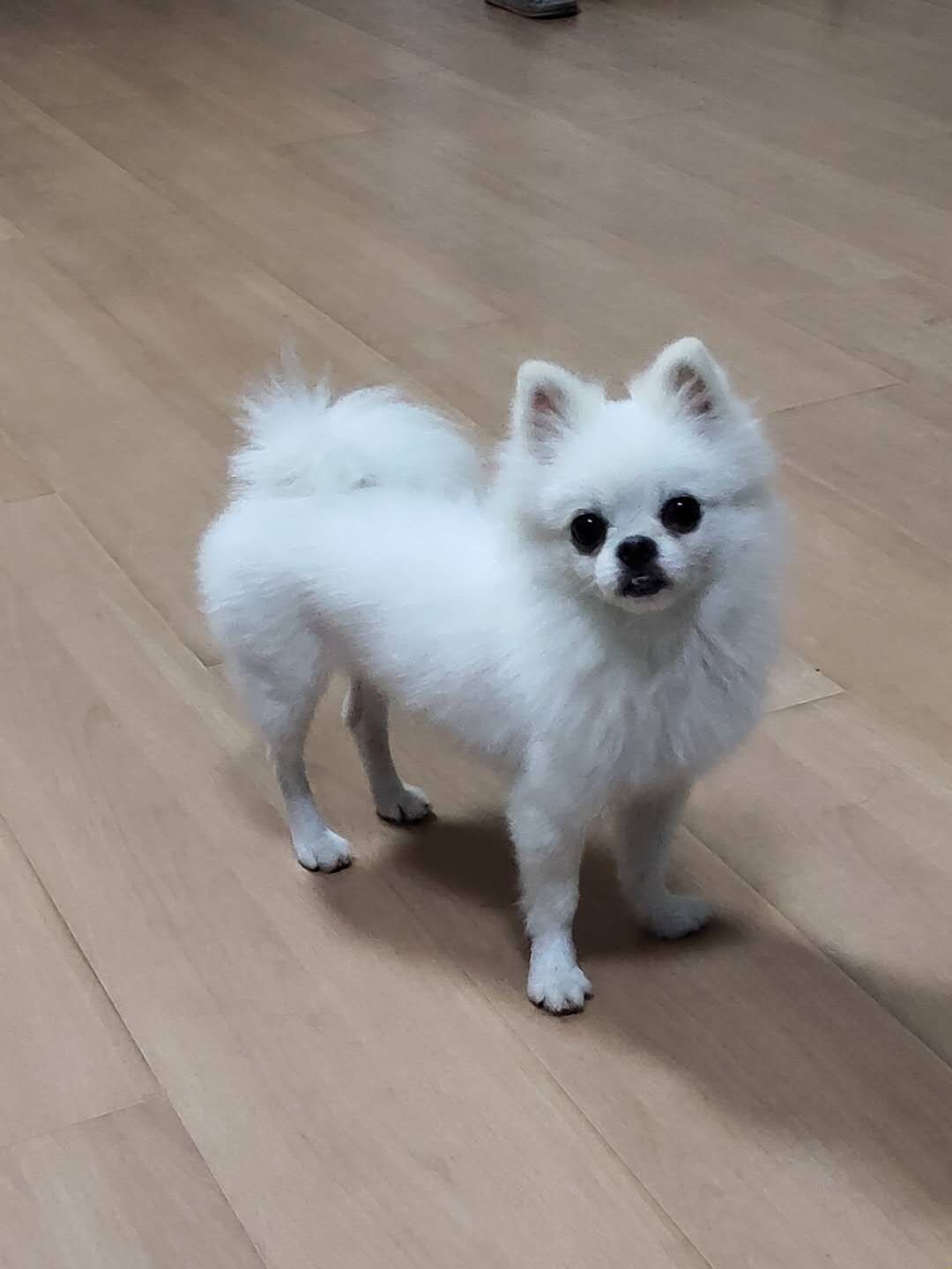 福州闽侯区博美犬小白走失寻找启事