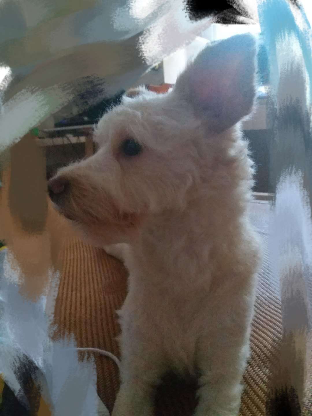 福州泰迪串串妞妞走失启事