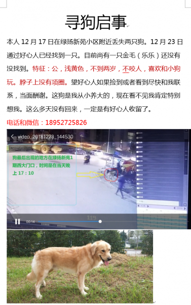 扬州寻狗启事：金毛乐乐失踪情况通报