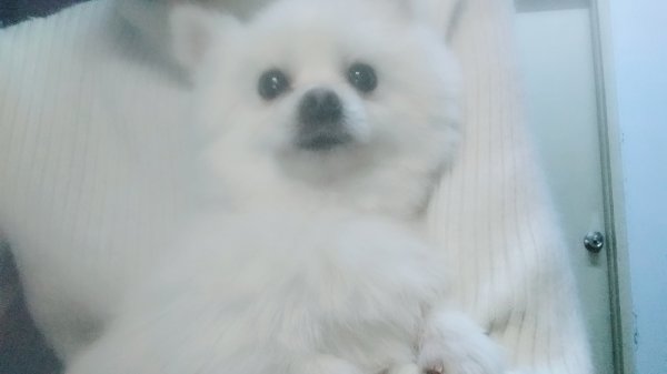 急寻博美狗小亮亮，失踪地点：郑州大学西亚斯国际学院高尔夫球场哈蒙德楼旁