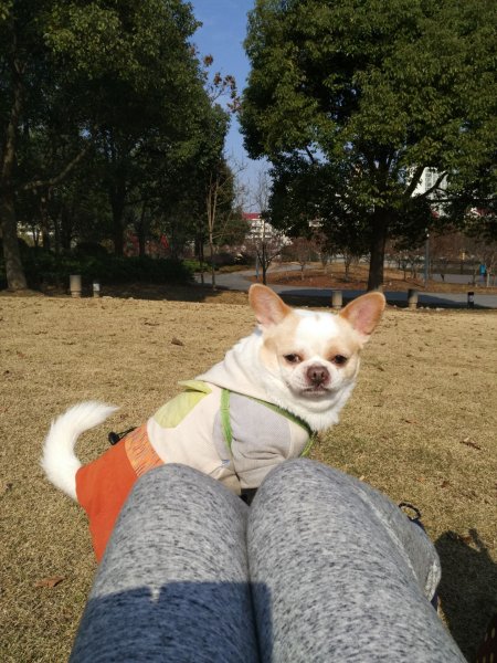 寻找失踪的白色吉娃娃Jack在上海普陀区