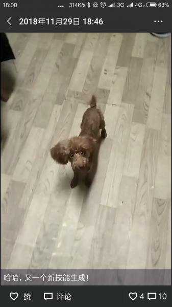 广州市天河区珠村寻找走失的贵宾犬：毛球，公犬