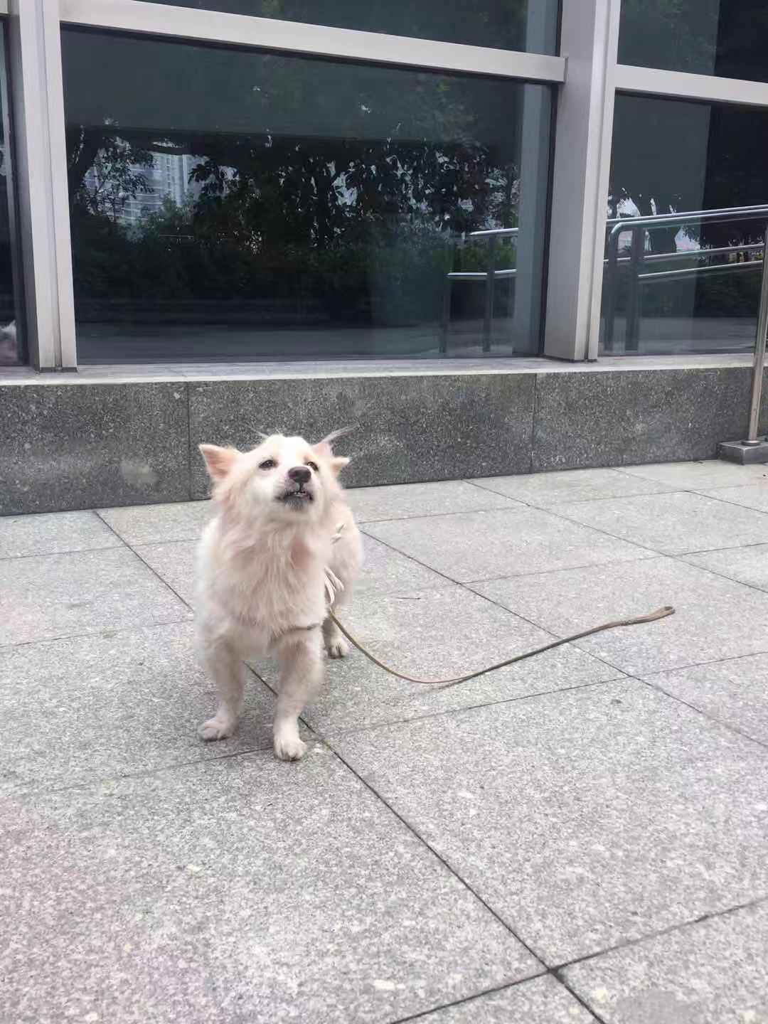 广州越秀区沿江路461号港口中心楼下找到一只白色宠物犬