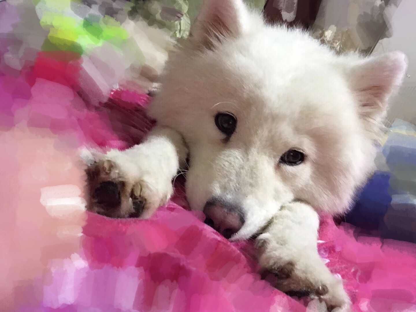 寻狗启事：寻狗，当面酬谢