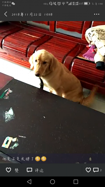 南充寻金毛豆豆，急需寻回
