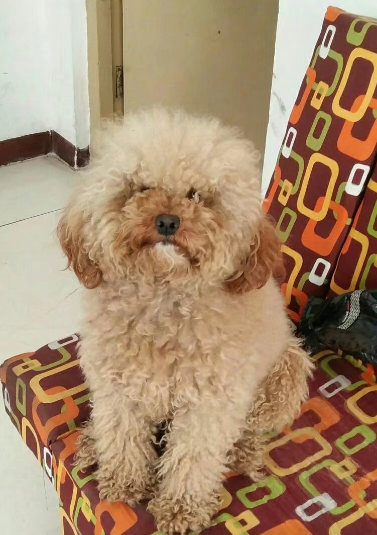 寻找泰迪狗狗橙子的失主