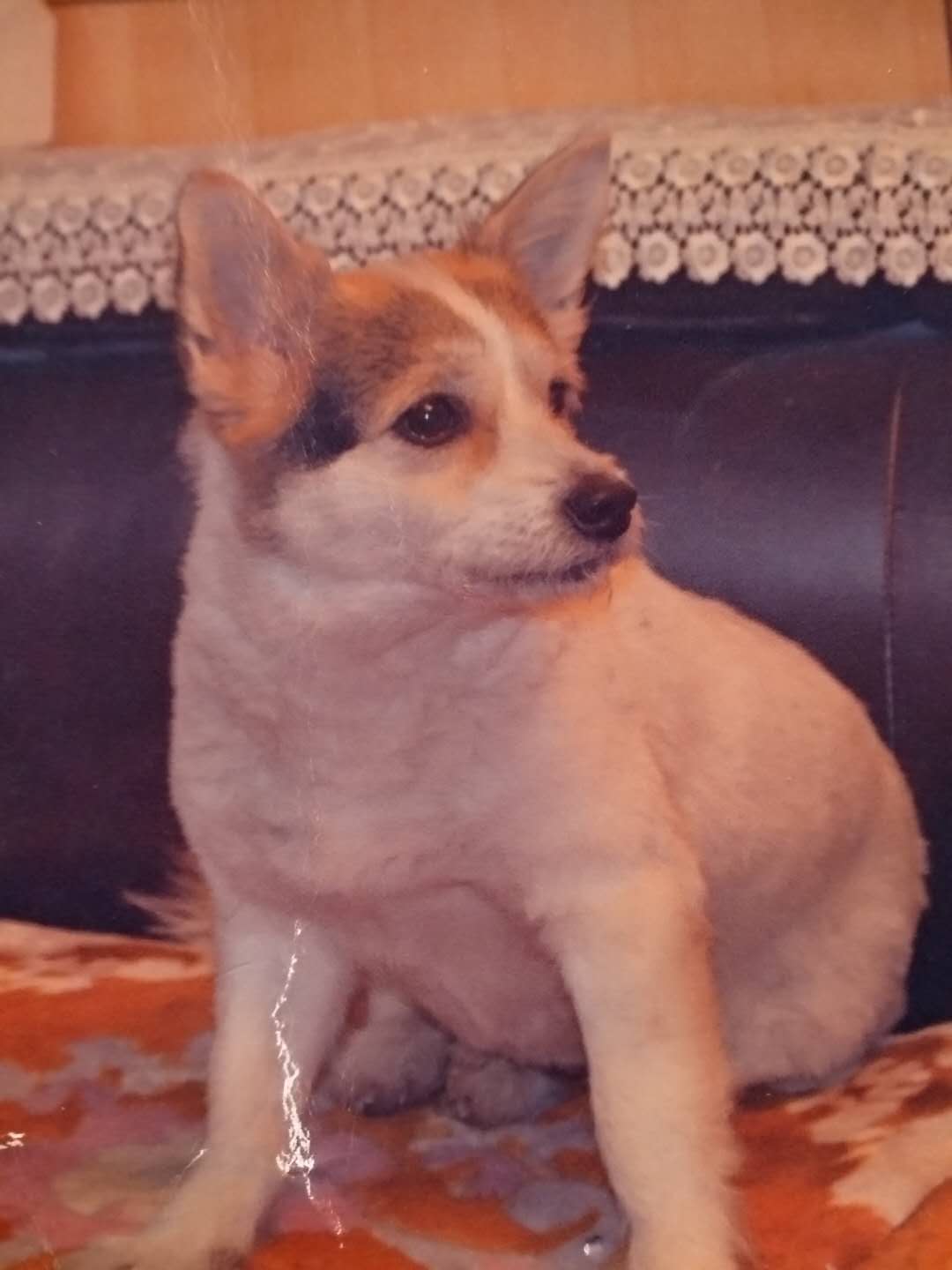 上海普陀区寻狗启事：中华田园犬小白走失，请帮忙寻找