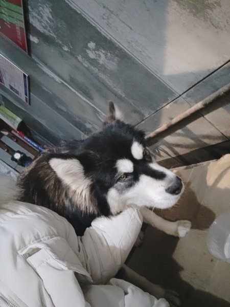 哈尔滨寻狗启示：大阿拉斯加旺财在南岗区走失，请帮忙寻找