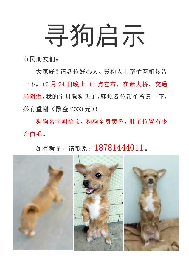 乐山寻找我的小黄吉娃娃