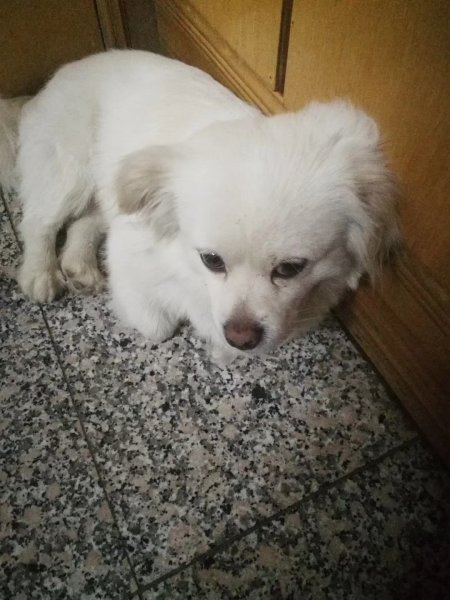 渭南寻狗启事：白色小公狗安迪走丢，求助好心人帮忙！