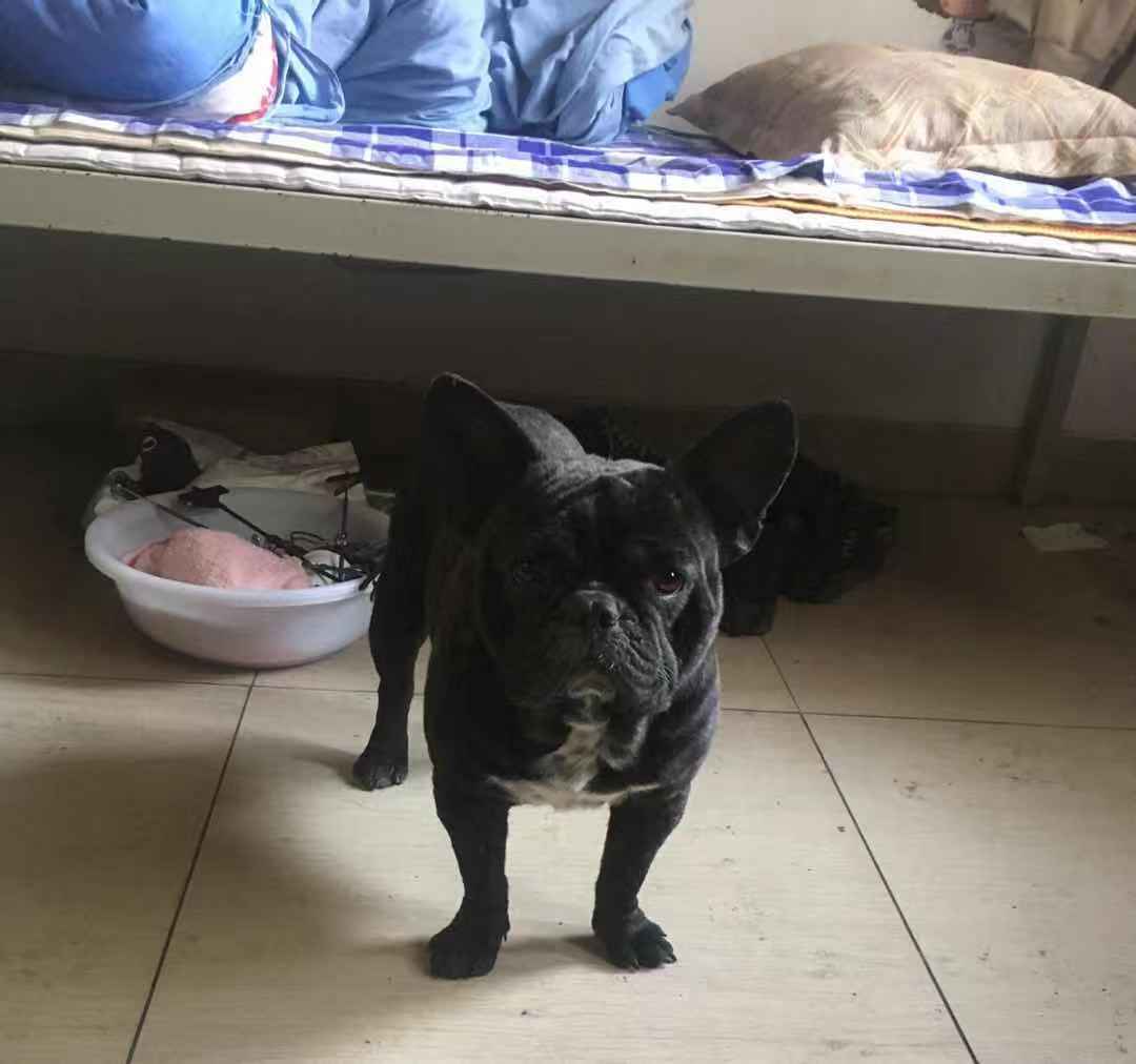 山东济南寻找一只名为小黑的法国斗牛犬