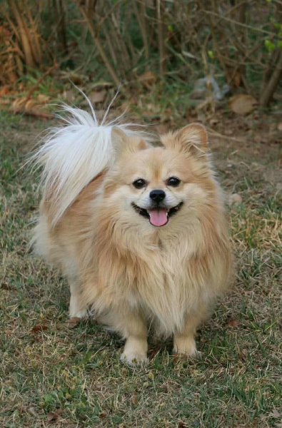 天津巴哥犬盈盈走失寻找启示