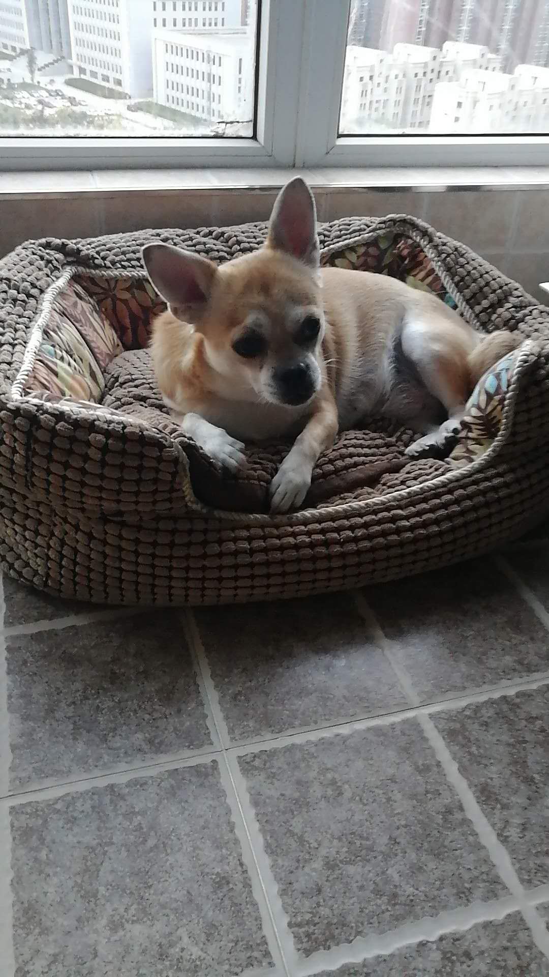 西安田园犬点点走失寻找启事