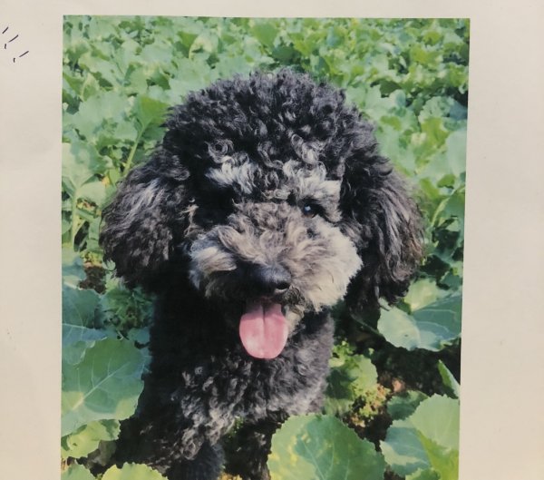 成都龙泉区泰迪犬拉拉走失寻找