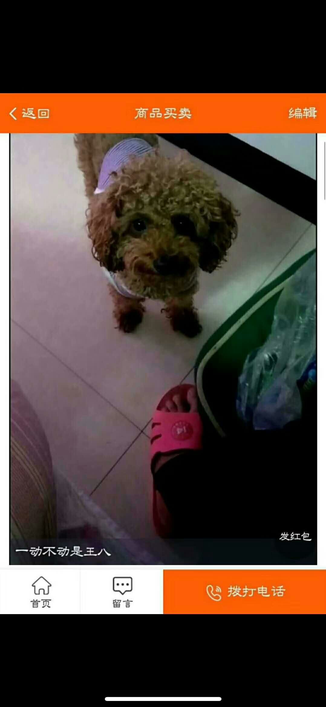 【紧急寻狗启事】痛苦，找爱犬，宝贝回家吧
