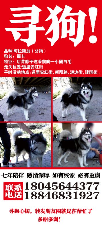 寻找阿拉斯加福卡|哈尔滨道里区|阿拉斯加走失启事