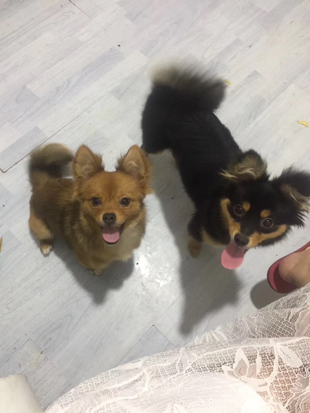上海闵行区鲁康路公交站寻找丢失的田园犬小黑