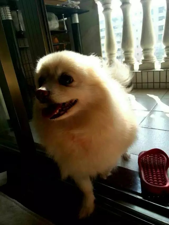 深圳益田花园附近寻找银狐狗狗 小白