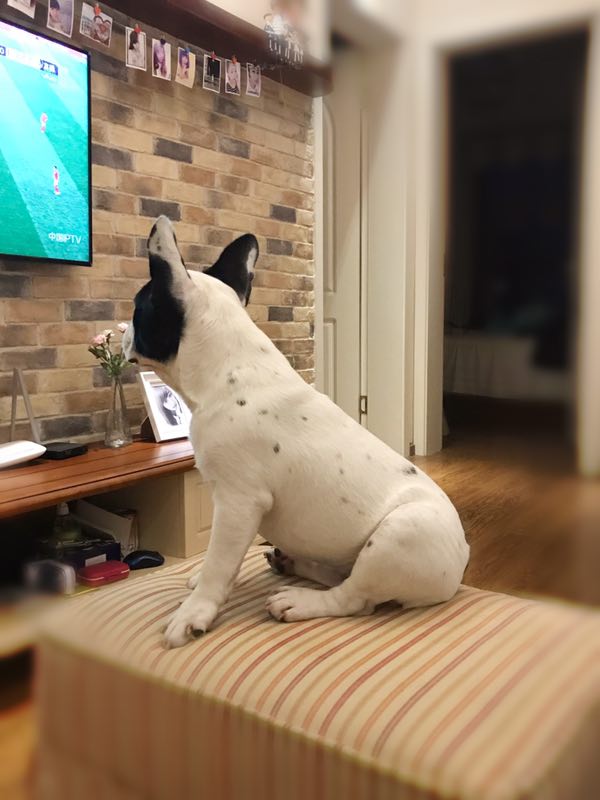 寻找花斑斗牛犬小花|四川德阳