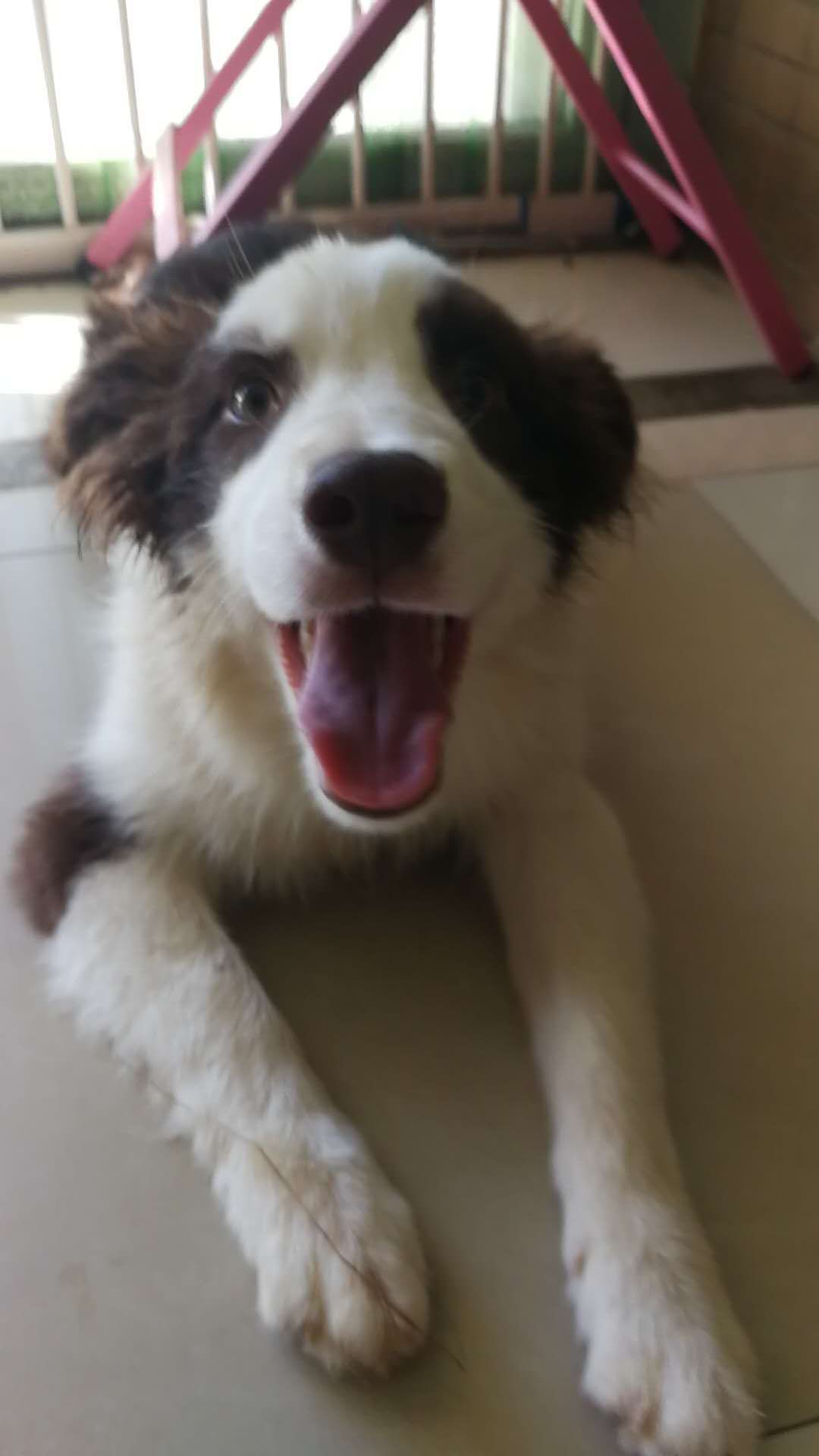 大连寻狗启事：咖啡色边境牧羊犬旺财走失，请帮忙寻找