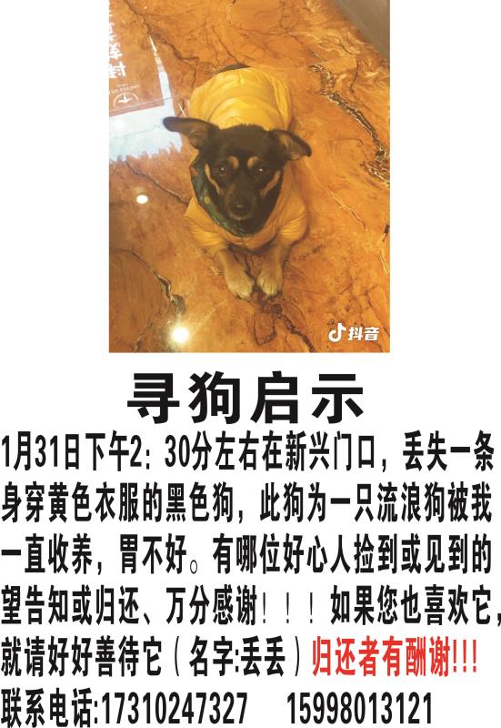 鞍山寻狗启事