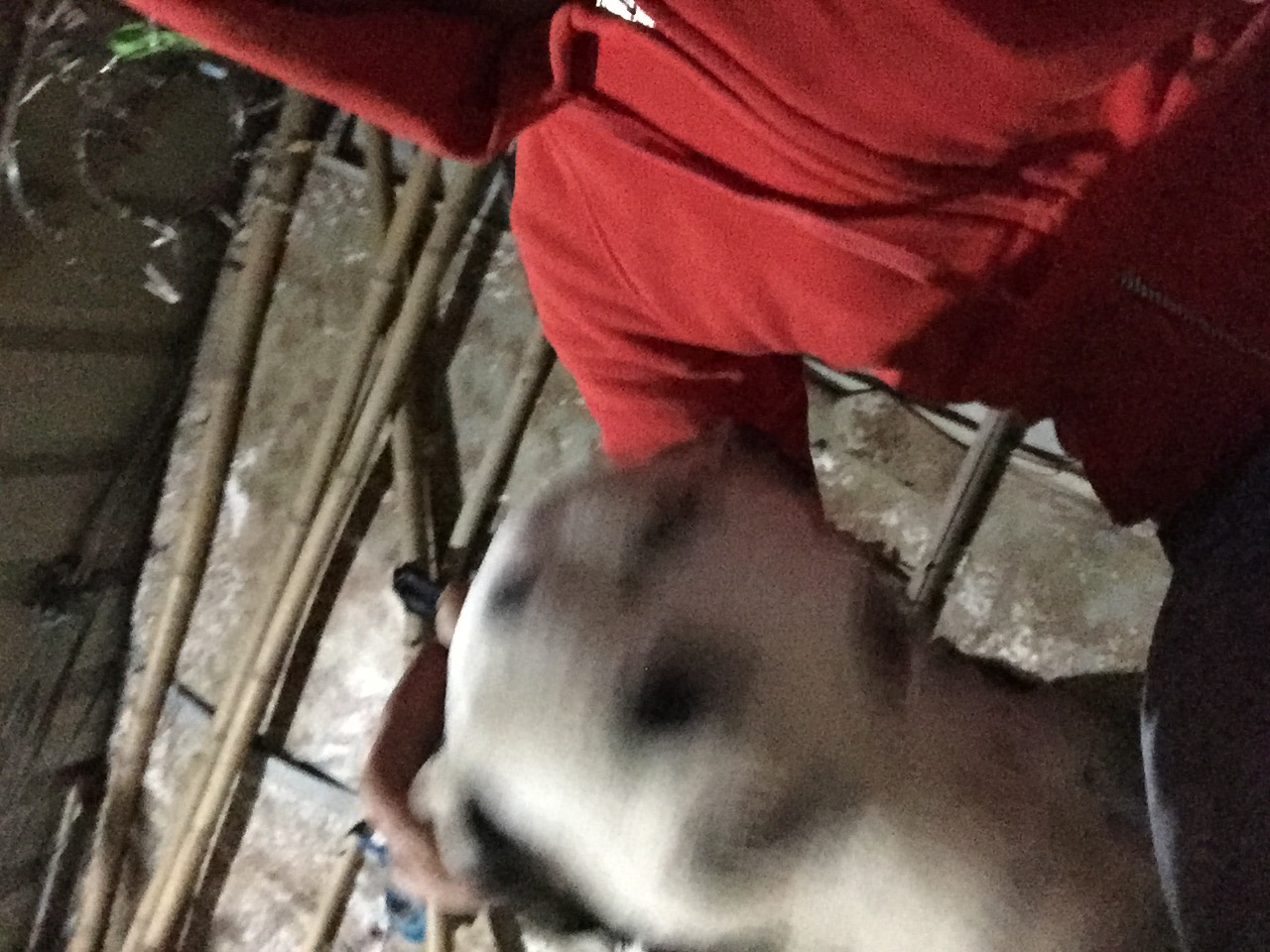 寻狗主人，菜园迷路小白急寻