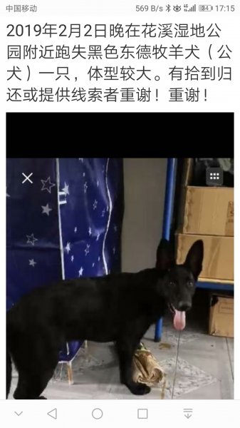 贵阳花溪区寻找失踪的东德牧羊犬小黑启事