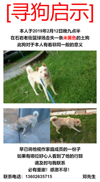 深圳宝安石岩老街篮球场寻爱犬 小白公狗寻狗启事