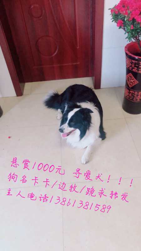 寻犬启事：寻爱犬卡卡，悬赏1000元