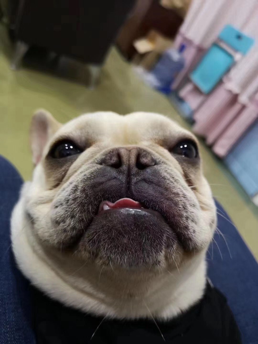 洛阳龙翔实验幼儿园附近寻找法国斗牛犬金巴的启事