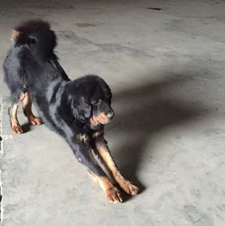 寻爱犬铁包金！下雪日慈溪龙山工业区走失情况 –