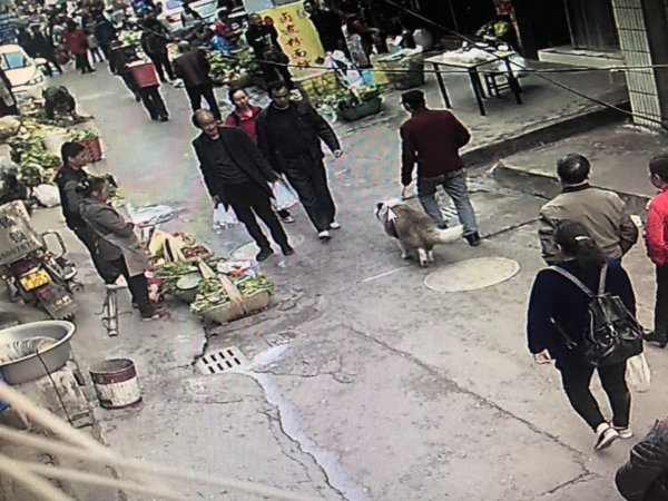 迫切寻找被拐卖到金色边境牧羊犬