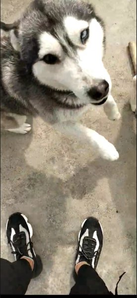 漯河哈士奇寻狗启事