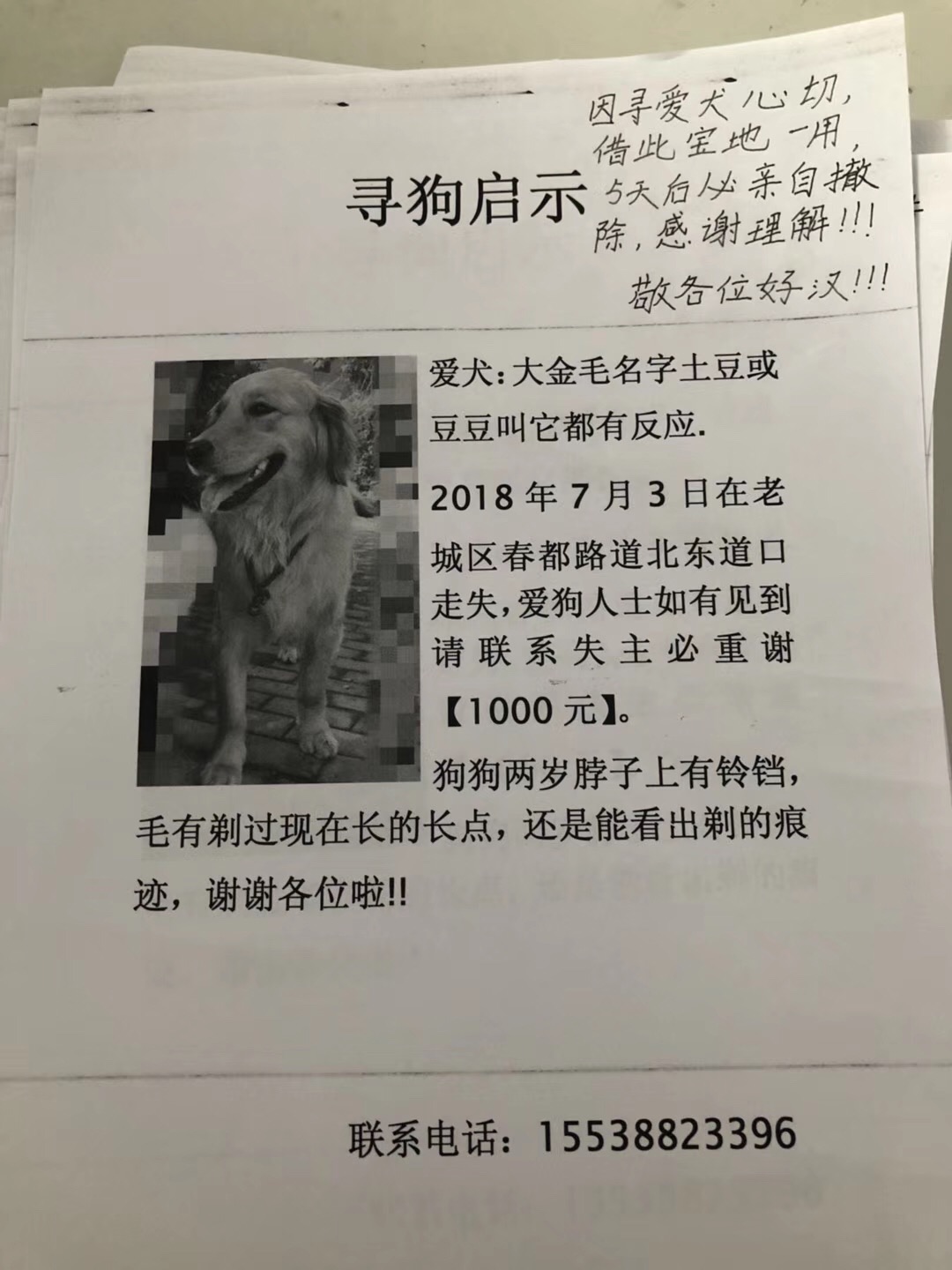 洛阳寻找金毛母狗土豆的启示