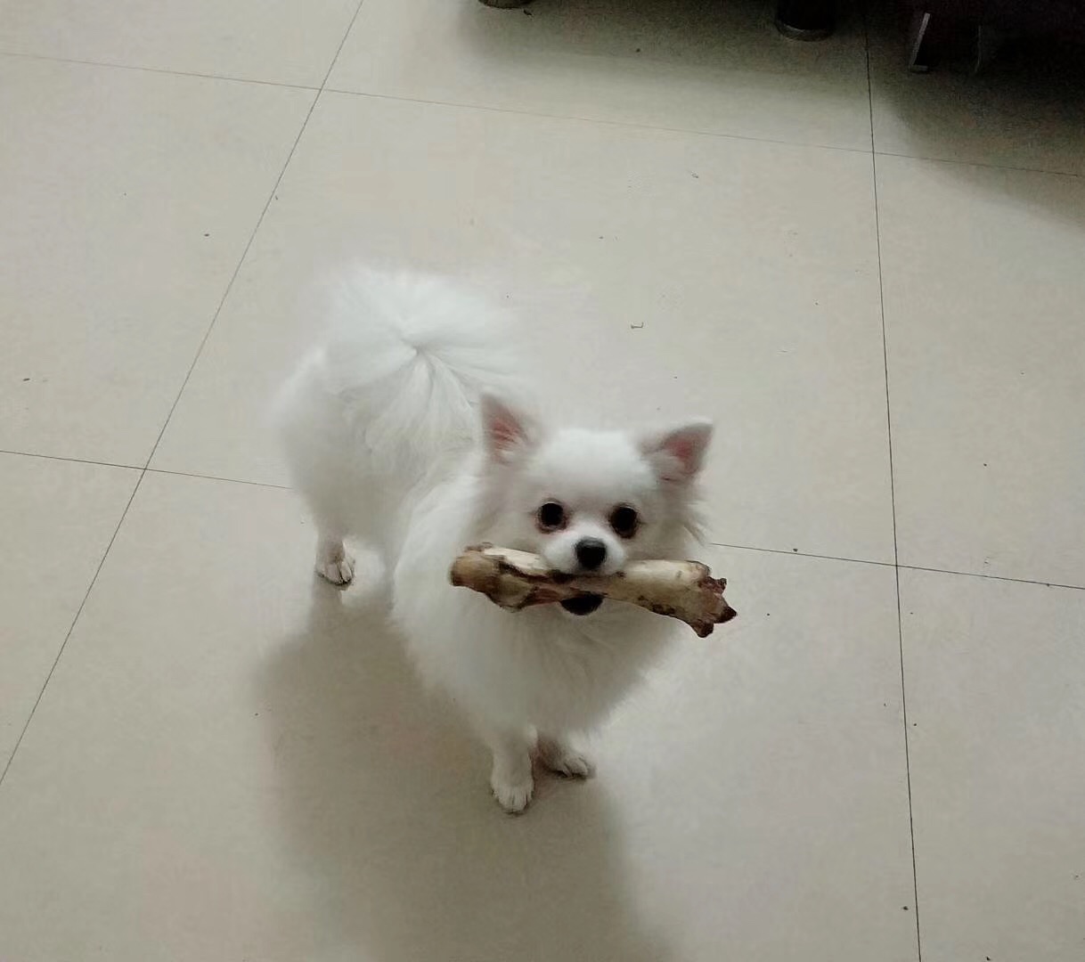 重金酬谢！内江寻找走失的白色博美小白