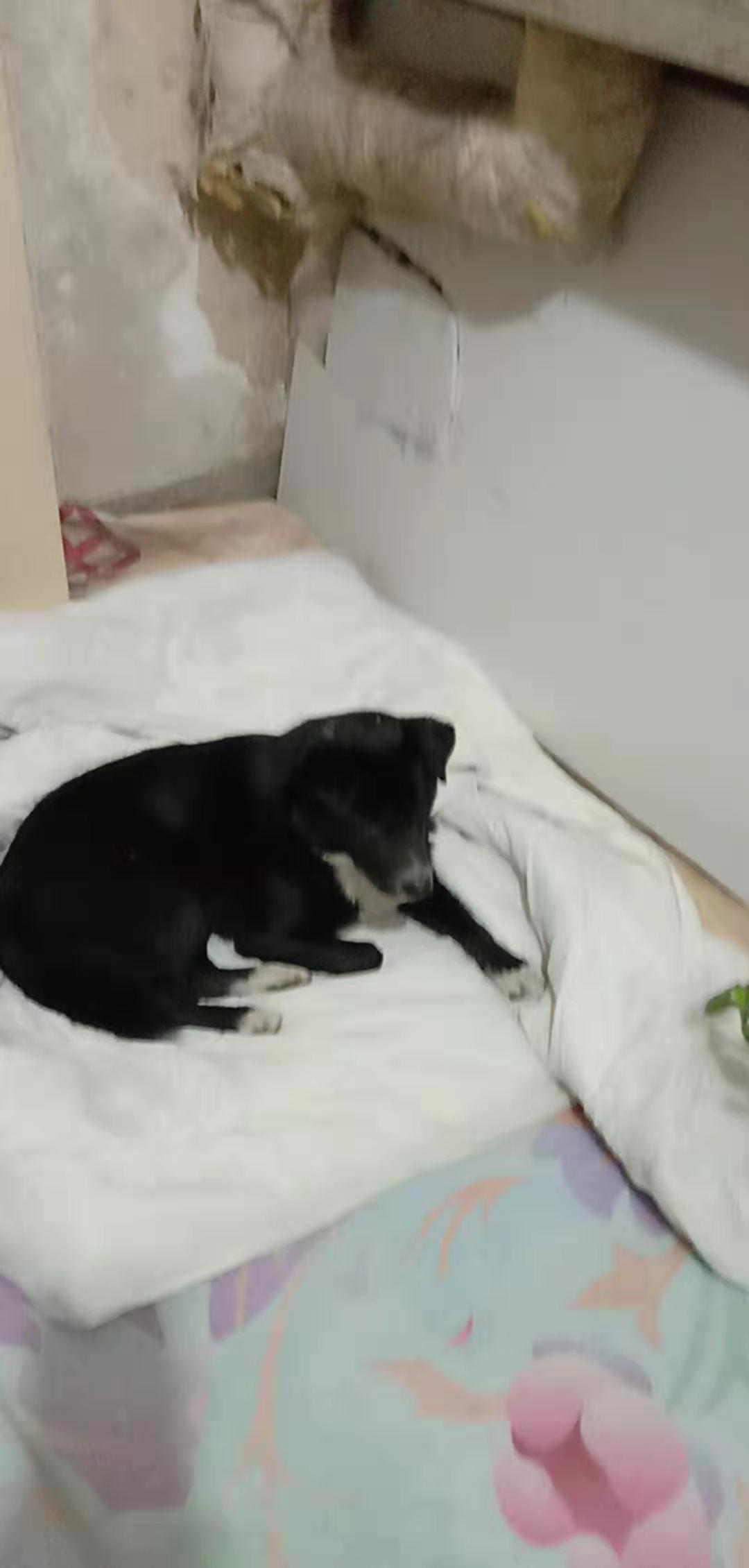天坛南门重金寻狗：寻狗启事