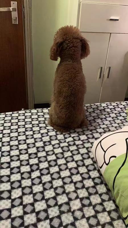 重庆南岸区华渝西苑走丢泰迪乖乖寻狗启事